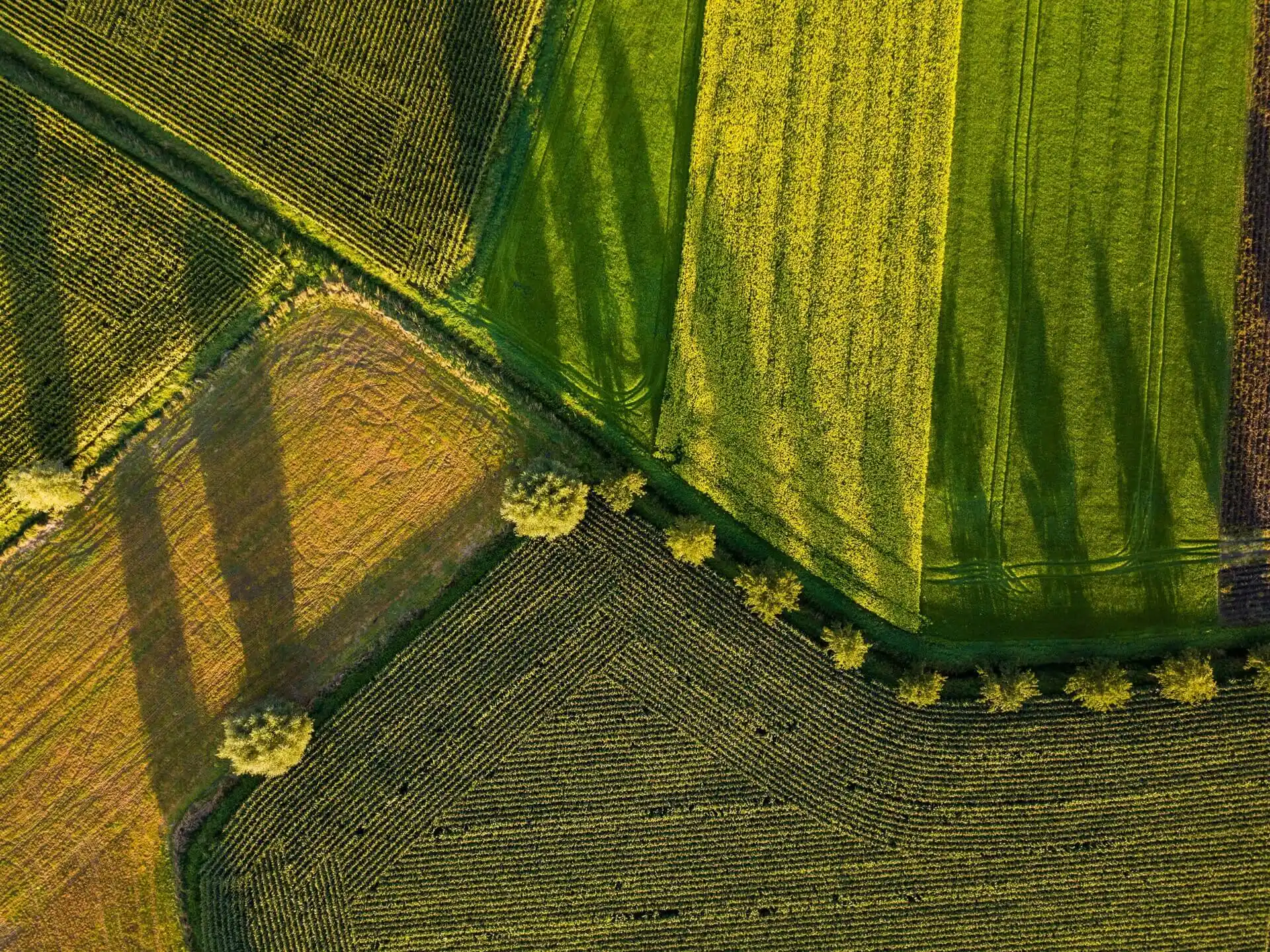 Grand champ composé de plusieurs nuances de vert